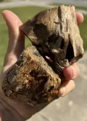 Petrified Wood (chalcedony, jasper, agate?) 2 in x 2 in, 2 PIECES. 11.4 oz