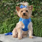 American River Ultra Choke Free Dog Harness - Royal Blue XS-MED Step in Design