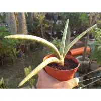 在飛比找蝦皮購物優惠-《多Root肉》 龍舌蘭科-  Sansevieria st