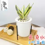 【小品文化】虎尾蘭【現貨】3吋鐵架免澆水盆栽 懶人盆栽 觀葉植物 室內植物 自動吸水 創意花盆 居家辦公盆花