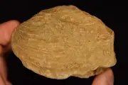 *AUSTRALIAN* CLAM SHELL 8.5cm 239g Fossil Natural Specimen Fossilised Singleton