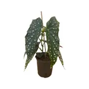 170mm Begonia Polka Dot - Begonia maculata