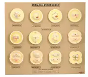 Eisco Labs Animal Cell Meiosis Model