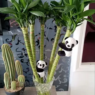 開運竹水培植物招財觀音竹客廳富貴竹室內桌面盆栽帶根熊貓夾子