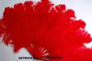 LARGE OSTRICH FAN - RED Feathers 50" x 30" Sally Rand/Burlesque/Costume/Show
