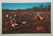 Cranberry Picking Time - Cape Cod, Mass. Postcard