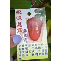 在飛比找蝦皮購物優惠-卉迎園藝 飛彈蓮霧 高壓苗 高度70公分 黑貓宅配一箱可放8