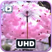 Gentle Petals Flow - Serene Cherry Blossom Ambience Screensaver
