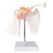 Anatomical Shoulder Joint Model Anatomy Skeleton, Human Body Shoulder3991