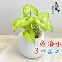 在飛比找蝦皮商城優惠-【小品文化】金玉合果芋【現貨】3吋雪胖免澆水盆栽 室內植物 