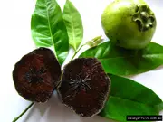 Black Sapote Maher Tree - Diospyros digyna