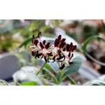 種子-黑花洋葵種子 （40顆）PELARGONIUM AURITUM