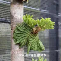 在飛比找蝦皮購物優惠-🌱愛客森🌱  細葉亞皇x侏儒亞猴混播苗 鹿角蕨