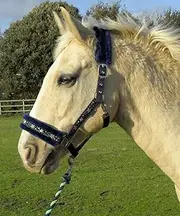 Rhinegold Crystal Star Headcollar & Rope Set
