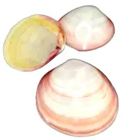 Seashells Tiger Clam Natural Pink Shells ~ 3pc Set