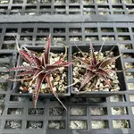 亞利桑那 側芽 沙漠鳳梨 DYCKIA