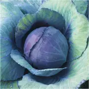 Cabbage - Red Acre seeds