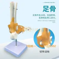 在飛比找Yahoo!奇摩拍賣優惠-模型自然大腳關節模型踝關節模w型人體骨骼足部模型教學培訓專用