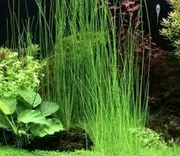 Live Hair Grass Mat- Live Aquarium Plant, Fish Tank