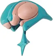 CHROX PVC Brain Anatomy Model - Digital Landmark Medical Anatomy Model of Thalamic Basal Nucleus