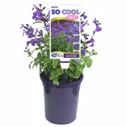 140mm Salvia - Salvia So Cool Violet