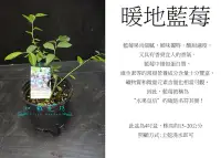 在飛比找Yahoo!奇摩拍賣優惠-心栽花坊-暖地藍莓/藍莓/4吋/水果苗/平地品種/售價250