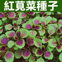 在飛比找蝦皮購物優惠-紅莧菜種子 青莧菜種子 莧菜種子 四季播陽臺盆栽蔬菜籽 蔬菜