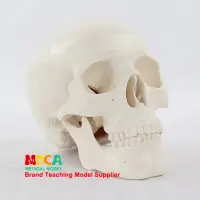 在飛比找蝦皮購物優惠-新品熱銷 迷你頭骨模型醫學藝用美術人體藝用頭骨頭顱骨骨骼模型