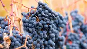 Buy Grape Shiraz Vines in Australia (Vitis vinifera)