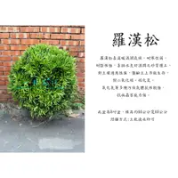 在飛比找蝦皮購物優惠-心栽花坊-羅漢松/圓球造型/8吋/寬60/造型樹/綠化植物/