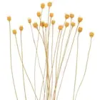 20 Pcs Aromatherapy Rattan Miss Office Diffuser with Sticks Oil Flower Reeds