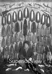 Old Time Trapping Scene Young Boy Trapped Almost One Hundred Pelts Calumet MI