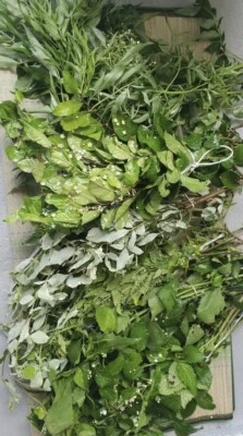21 Ewe yerbas frescas santeria Yoruba Fresh Herbs Worriors Santos Yerbas Luck