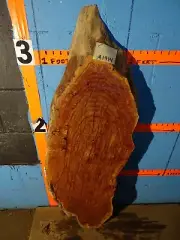 A1914 1 3/4" THICK black line spalted burl live edge slab kiln dried