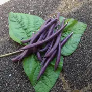 BEAN DWARF Royal Burgundy seeds