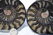 RARE 1n100 BLACK Ammonite Pair Deep Crystals FOSSIL XLARGE 136mm 5.3" n2614cc