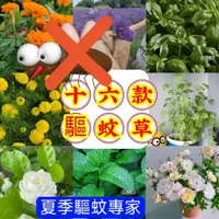 在飛比找蝦皮購物優惠-💥💥【十六款驅蚊草種子】夏季驅蚊草 驅蚊草種子 羅勒 迷迭香