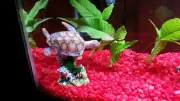 Penn-Plax Swimming Sea Turtle Decor for Aquarium Fish Tank Resin Decoration New