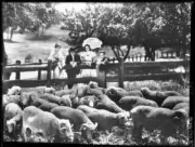 NSW Macarthur's Cottage at Rosehill Ptta Parramatta New South W - Old Photo