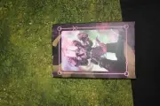 Warhammer 40k Chaos Emperor's Children Datacards New