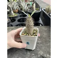 在飛比找蝦皮購物優惠-台產實生魔界玉pachypodium makayense/塊