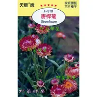 在飛比找蝦皮購物優惠-【萌田種子~花卉種子】Y45 麥桿菊Strawflower~