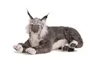 Hansa Laying Lynx Collectible Plush, Grey, 27.5"