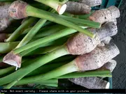 Buy Pacific Taro Plants - Colocasia esculenta