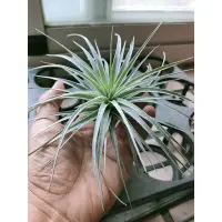 在飛比找Yahoo!奇摩拍賣優惠-綠房子空氣鳳梨棉花糖 棉花糖 Tillandsia Cott