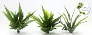 1/35 SCALE JUNGLE PLANTS MODEL SET (3 PLANTS/1 SET). TPV-111