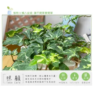 【現貨】【小品文化】黃翠斑常春藤 4吋透明懶人盆栽 簡單種植 觀葉植物 室內植物 空氣淨化 創意花盆 居家辦公盆花