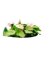 [Vicky Yao] Handmade Oriental Aesthetic Artificial Lotus Flower Arrangement
