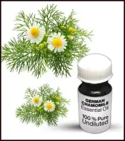 German Chamomile Essential Oil 100% Pure Undiluted (10ML-500ML)