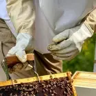 1 Pair Safe Anti-bee Gloves Anti-sting Beehive Tools Beekeeping Tools